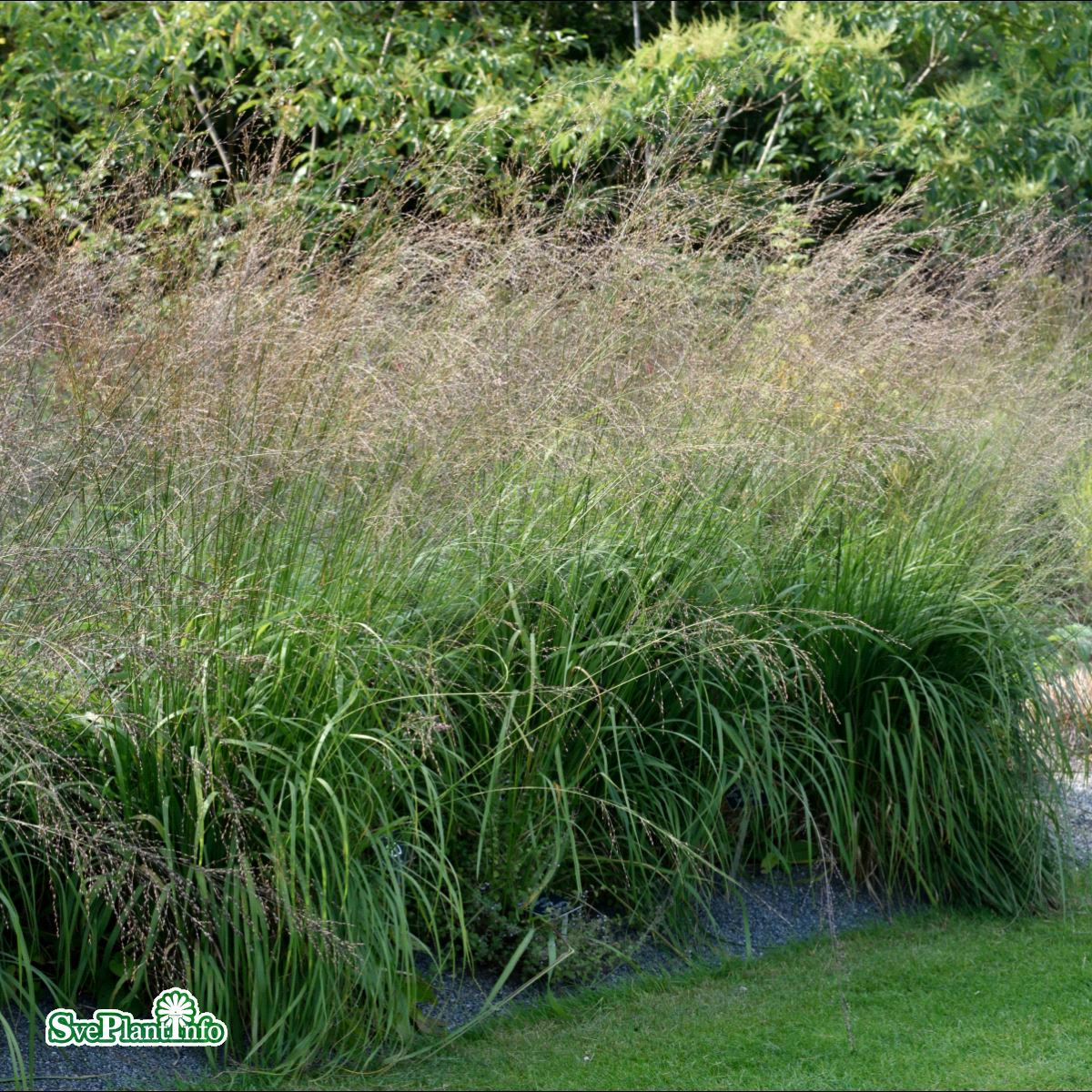 Molinia caerulea subsp. arundinacea 'Karl Foerster'
